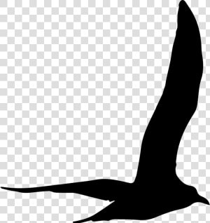 Gull Bird Flying Shape   Gaviota Silueta Png  Transparent Png