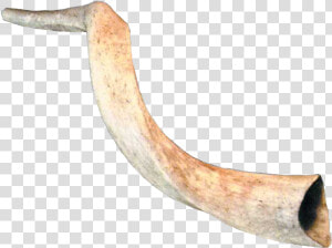 Ram Horns Png   Horn Trumpet Png  Transparent Png