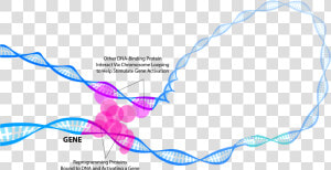 Transcription Factors  HD Png Download