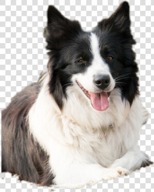  bordercollie  collie  blackbordercollie  border  HD Png Download