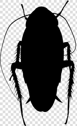 Clip Art Silhouette Insect Membrane   Ground Beetle  HD Png Download