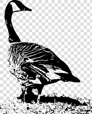 Transparent Flock Of Geese Clipart   Black And White Canada Goose Nest  HD Png Download