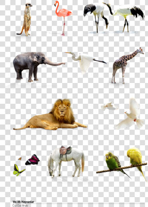 Wild Animals Png   Adaptation Of Terrestrial Animals  Transparent Png