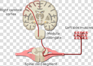 Sensory Pathway From Skin To Cerebrum  HD Png Download