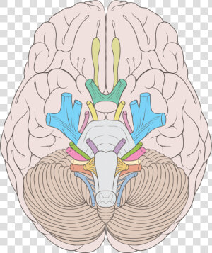 Cranial Nerves Ventral View  HD Png Download