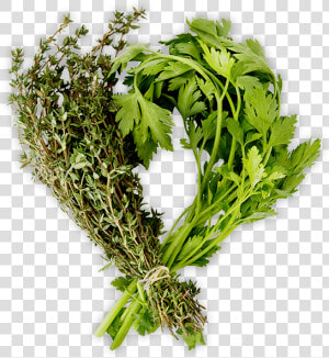 Herbs Png  Transparent Png