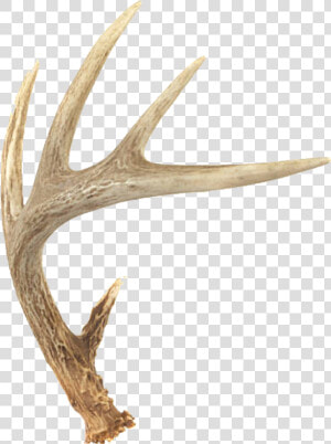  deer  horns  freetoedit   Deer Antler Png  Transparent Png