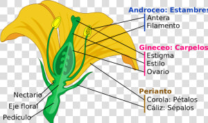 Composición De La Flor  HD Png Download