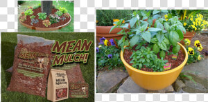 Mean Mulch Is Dark And Rich  And Smells Fantastic   Basil Growing  HD Png Download