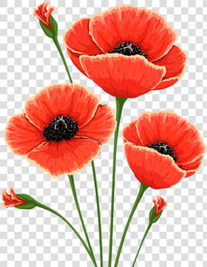 Poppies Watercolor  Png V   Remembrance Poppy Flower  Transparent Png