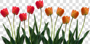 Tulip Png Images Clipart   Tulips Clipart  Transparent Png