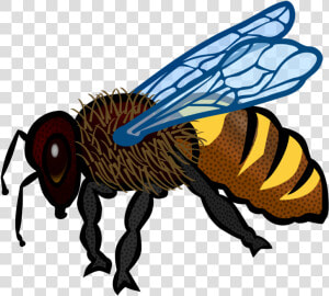 Fly honey Bee pollinator   Honey Bee Drawing Colour  HD Png Download