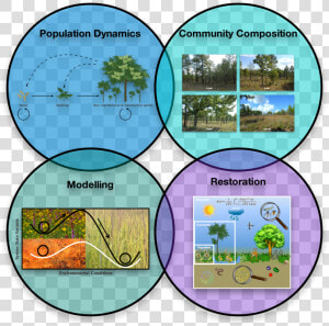 Community Dynamics In Ecology  HD Png Download