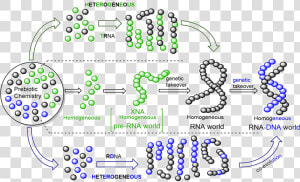 Rna Png  Transparent Png