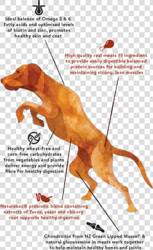 Jumping Dog   Dog Jumping Muscles  HD Png Download