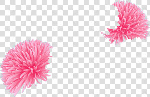 Chrysanths  HD Png Download