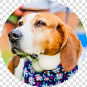 Foxhound Png  Transparent Png