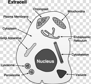 Chloroplast And Cytoplasm  HD Png Download