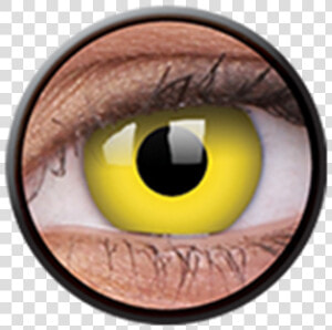 Contact Lenses  HD Png Download