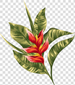 Transparent Greenery Clipart   Tropical Flowers  HD Png Download