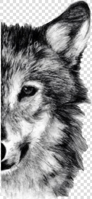  wolf  handdrawn  halfface  freetoedit   Wolf Drawing Half Face  HD Png Download