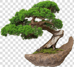 Bonsai On Stone Plate   Bonsai Png  Transparent Png