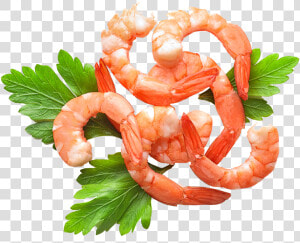 Shrimp Curled Around Decorative Parsley   Scampi  HD Png Download