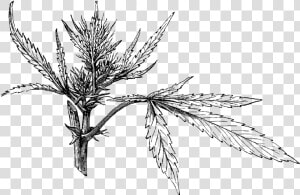 Cannabis Seedling Illo   Cannabis Sativa  HD Png Download