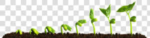 Growing Plant Png  Transparent Png