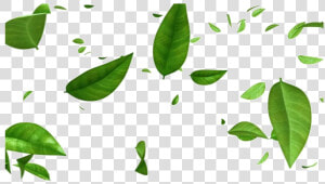 Green Leaves Png Free Image   Transparent Background Leaves Png  Png Download