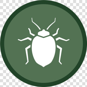 Bedbug Icon 02   Health Dangers  HD Png Download