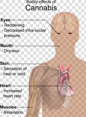 Bodily Effects Of Cannabis  HD Png Download