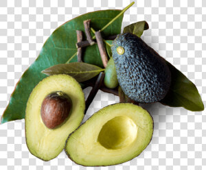 Tratamiento Natural Avocado   Avocado  HD Png Download