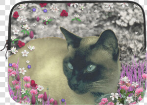 Stella In Flowers I Chocolate Cream Siamese Cat Microsoft  HD Png Download