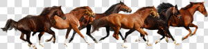 Haflinger American Paint Horse American Miniature Horse   Horses Clipart Png  Transparent Png