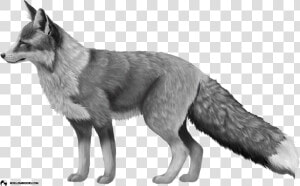 Platinum colored Red Fox   Red Fox Png  Transparent Png