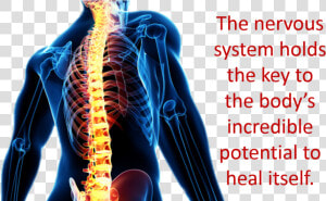 Key   Nervous System Holds The Key  HD Png Download