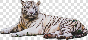 Transparent Tiger Stripes Png   Tiger Pics White Hd  Png Download