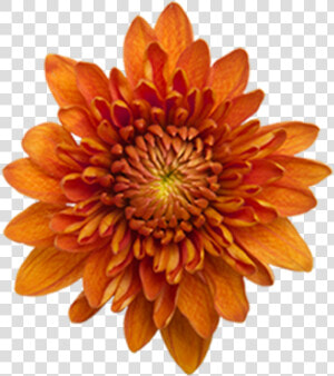 Click To Enlarge Image Bronze Daisy Virginia  HD Png Download