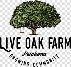 Live Oak Farm Growing Color   Text  HD Png Download