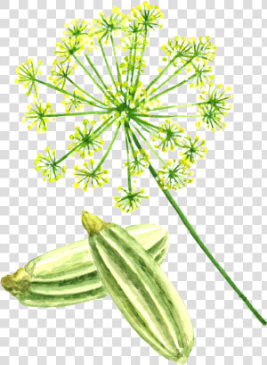 Fennel Seed  HD Png Download