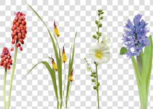 Transparent Flower Overlay Png   Hyacinth  Png Download