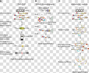 Methods To Study Mrnp   Enhanced Cross Linking Immunoprecipitation  HD Png Download