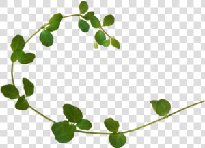 Vine Plant Clip Art   Portable Network Graphics  HD Png Download