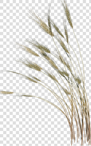 Grass Clipart Reed Grass   Vaisakhi Gif  HD Png Download