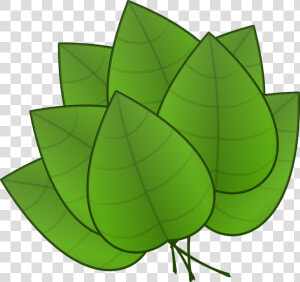 Hojas  Verde  Plantas  Árboles  Órgano  Fotosíntesis   Parts Of Plants Leaves  HD Png Download