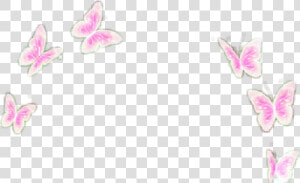  pink  butterflies  butterfly  overly  filter  crownn   Butterfly Filter Transparent  HD Png Download