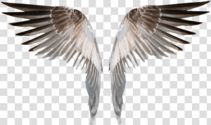 Burned Angel Wings Png Deviant  Transparent Png