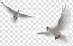 Arctic tern   Dove Flying Png  Transparent Png