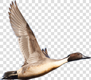 Wetland Birds Png  Transparent Png